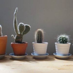 selection-deco-cactus-my-fairy-tale