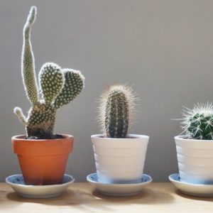 selection-deco-cactus-my-fairy-tale
